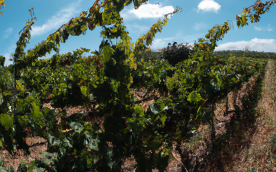 El renacer de los sabores de la abuela: Conservas gourmet, tradición culinaria y recetas de La Mancha con La Alacena